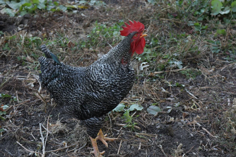 a black chicken standing in the grass