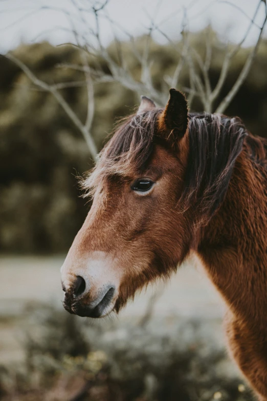 a small horse standing near a wooded area