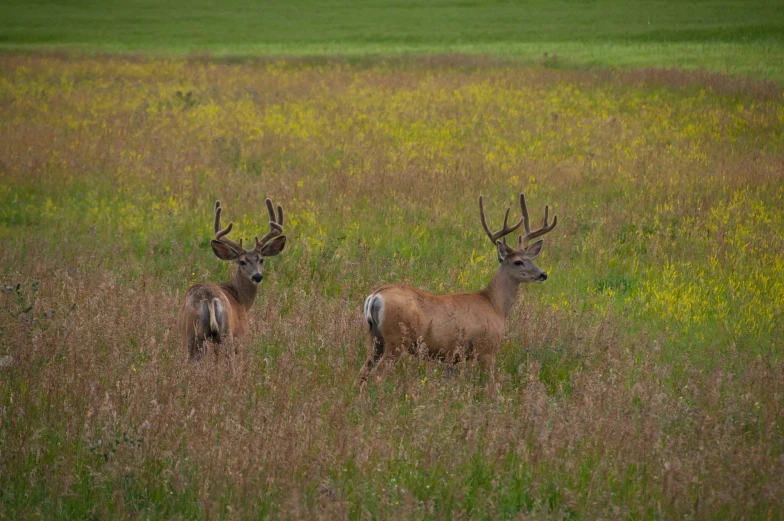 two deers stand next to each other in a grassy field