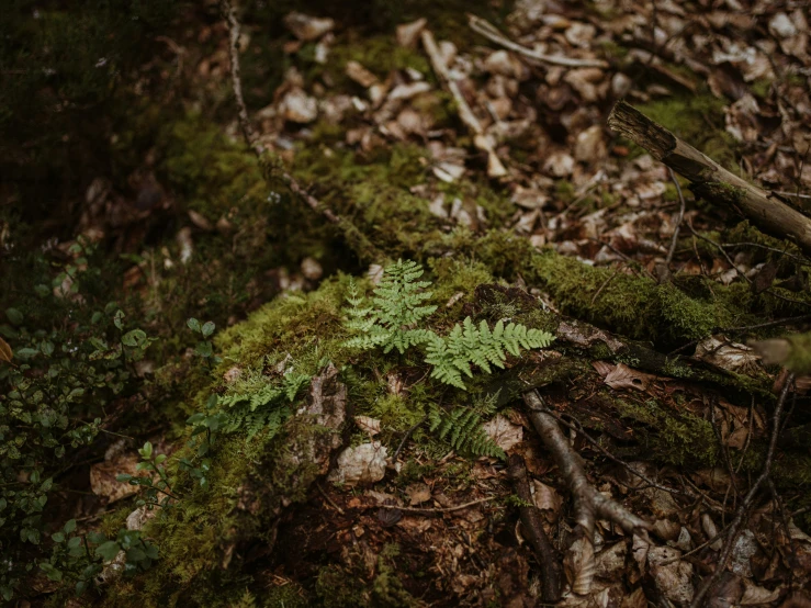 a small plant growing on a mossy rock in the forest