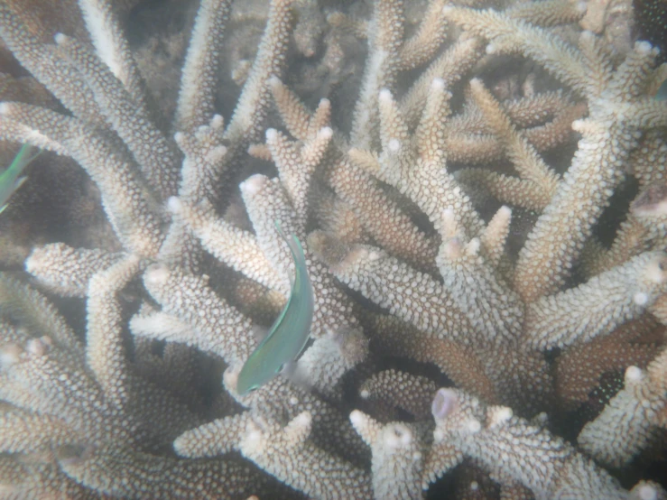 a large group of plants and reef animals