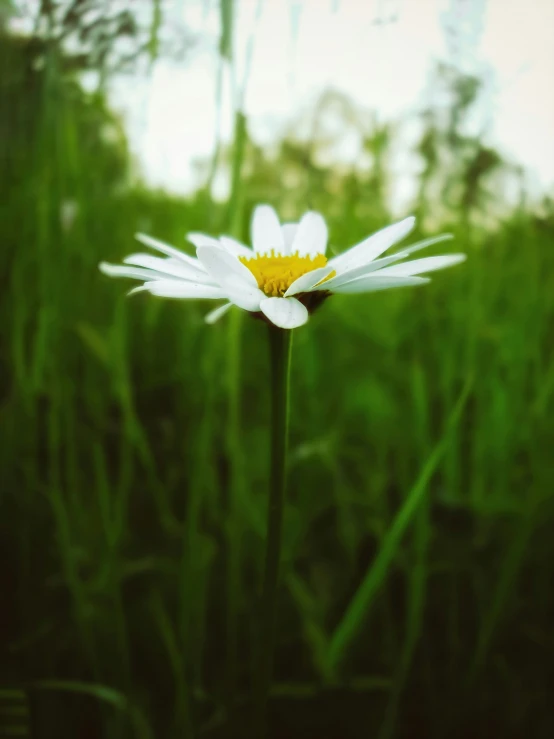 a white daisy in tall green grass