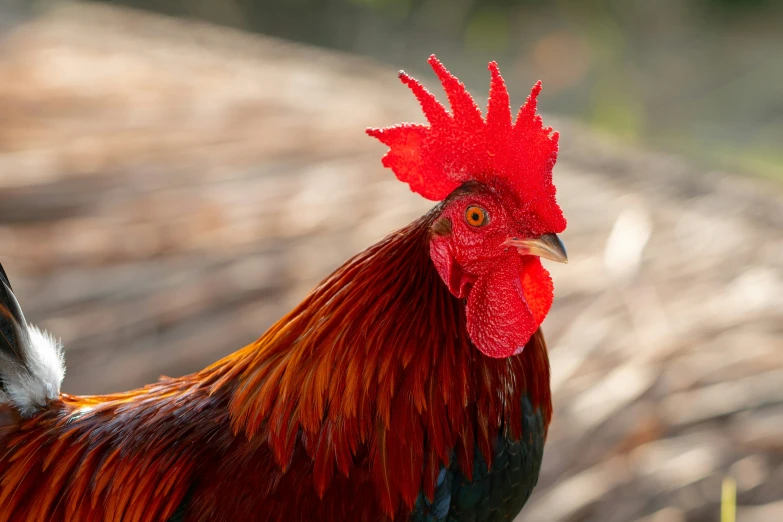 an orange and black rooster in a field