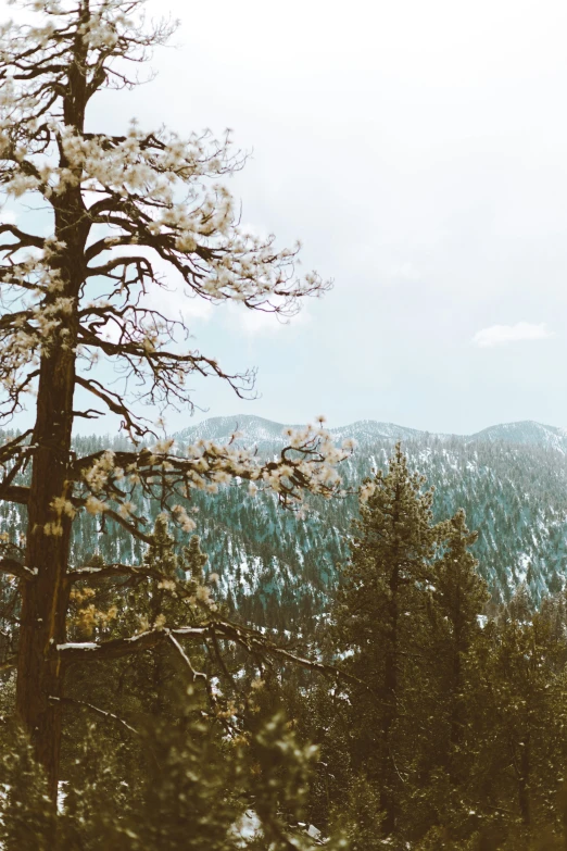 a scenic mountain view is framed by pine trees