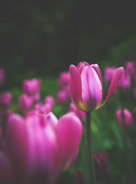 the pink tulip has an almost black background