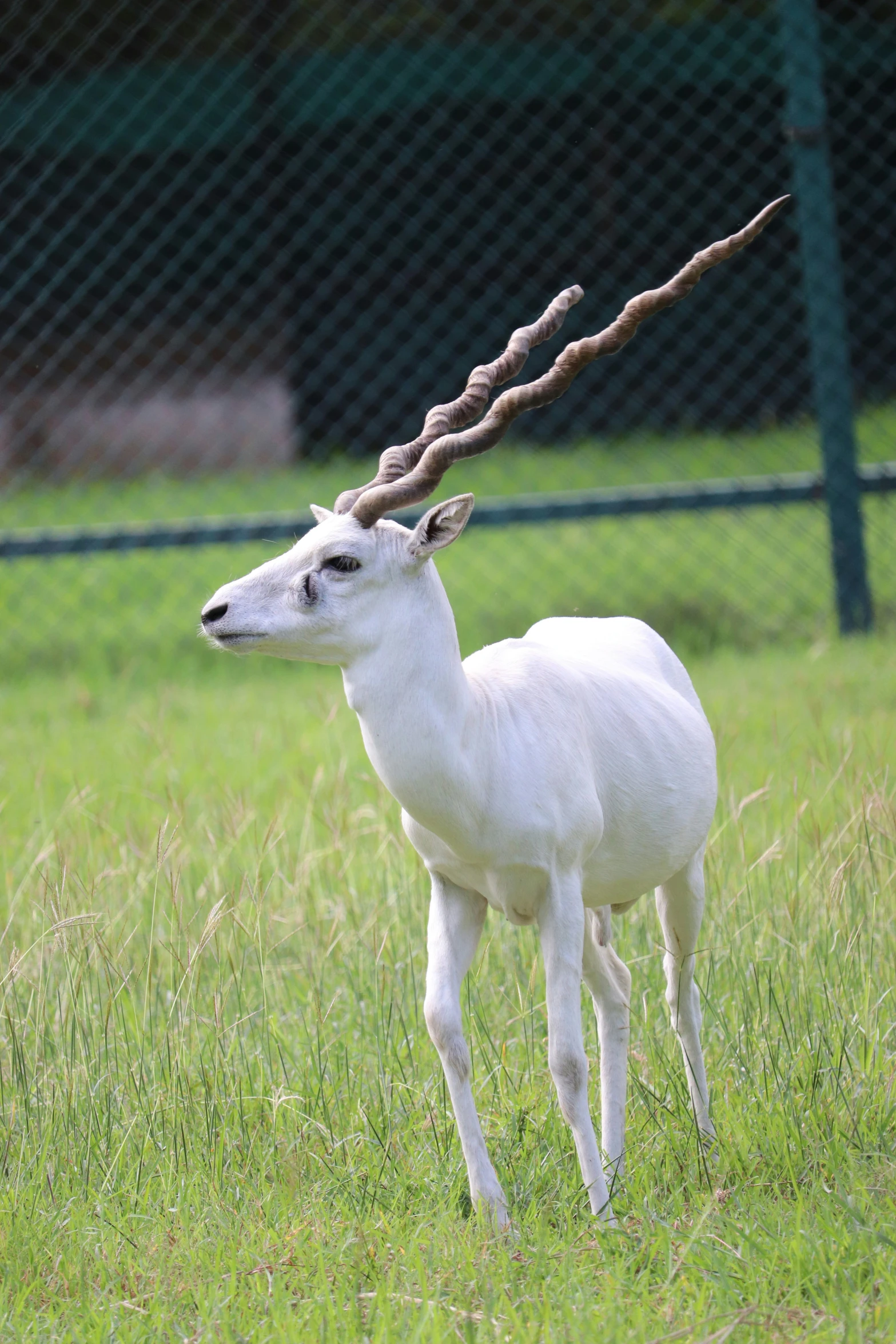 the young deer is standing in a grassy field