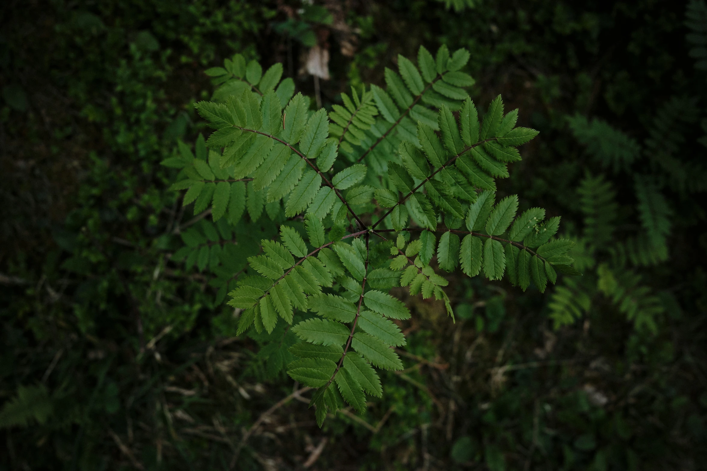 the green foliage is starting to change