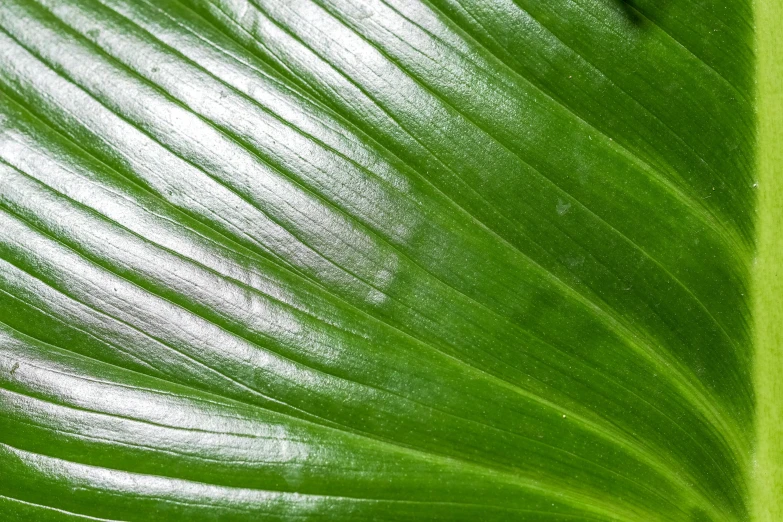 the leaves of a green plant with water droplets