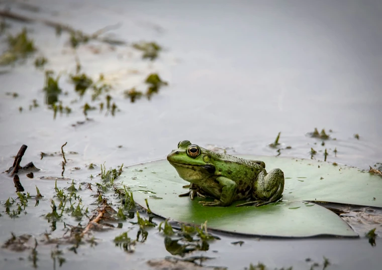 the frog is on top of a leaf floating on a pond