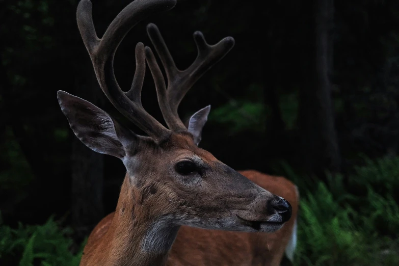 a deer looks to its left while in the forest