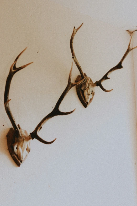 two longhorned antlers hang on the wall