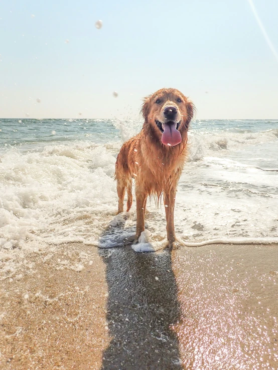 the dog looks happy while standing in front of the water