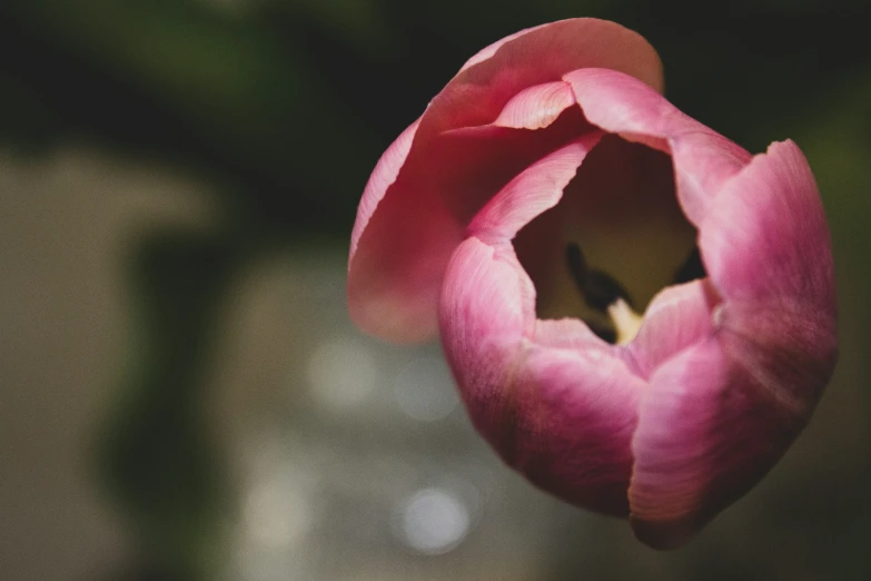 a single pink flower with a blurry background