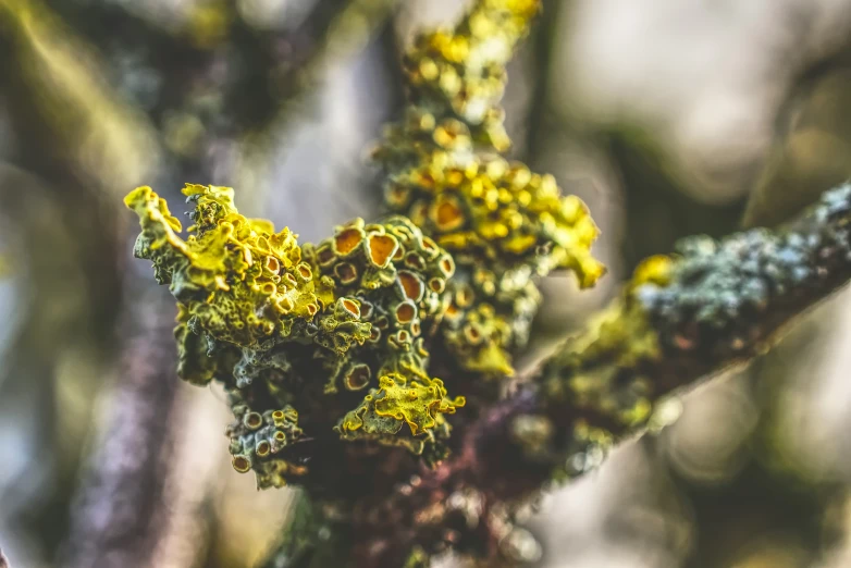 close up of moss growing on a tree nch