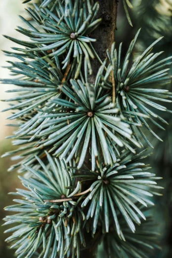 the needles on an evergreen tree are blue