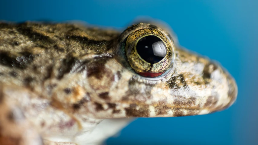 a close up picture of a toad