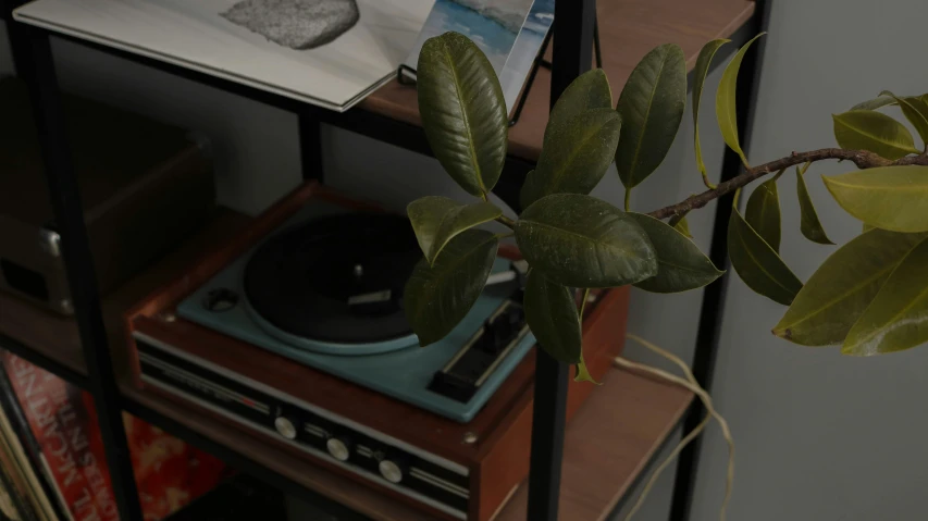 a plant next to a record player, an instrument and books on a shelf