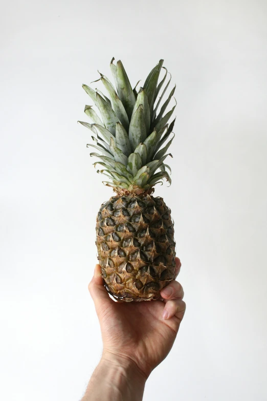 the pineapple is the only fruit on earth