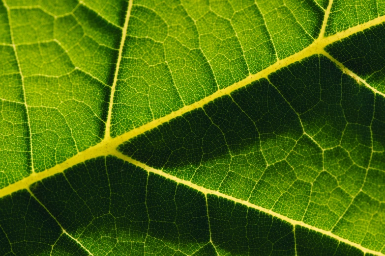 a close up of a leaf with the light shining on it