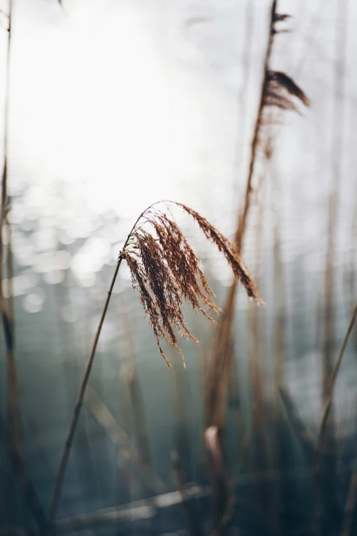 some very pretty dried grass by the water