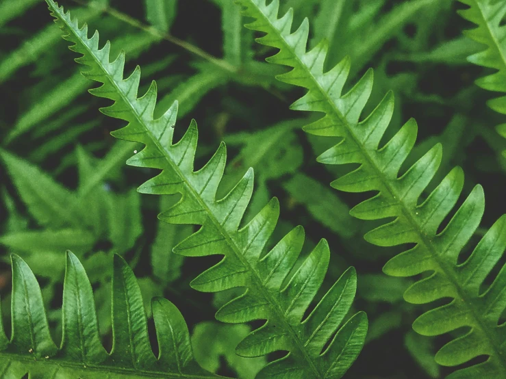 a green fern leaves is in front of some bushes