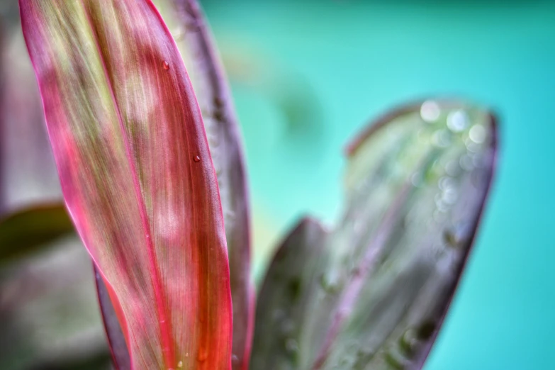 a pink flower that is in some water