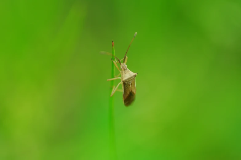 a close up of a green grass with a bug