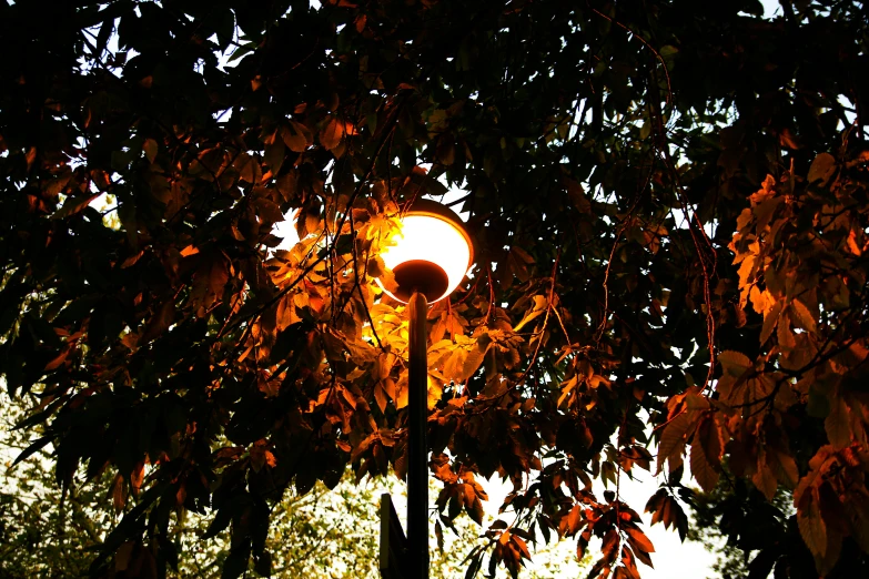 an open street light in front of a tree with bright orange leaves