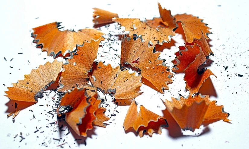 burnt leaves scattered on a white surface