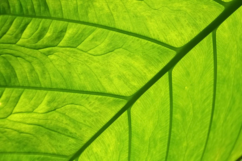 a large green leaf with a brown bug on it