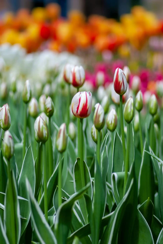 a garden filled with lots of flowers and lush green grass