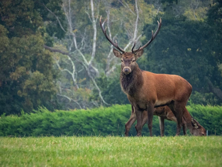 two deer with huge antlers are grazing in a field