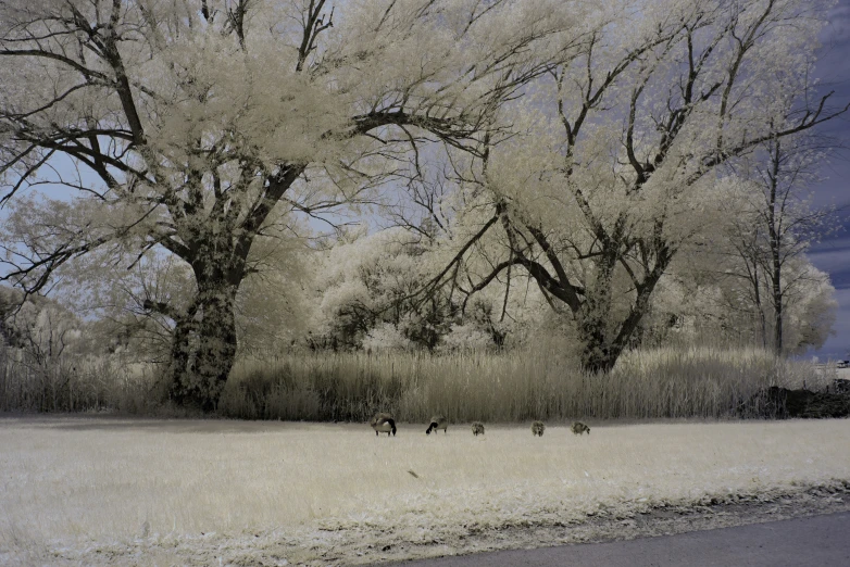 some trees that are in the snow and one is on a road