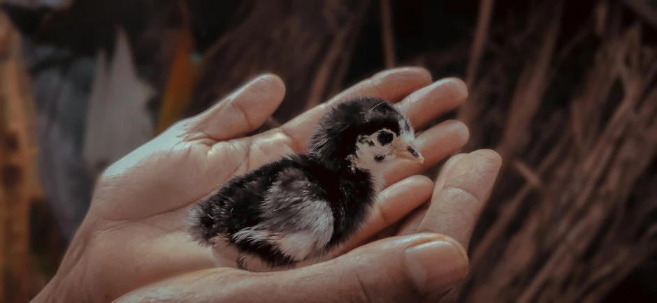 a small bird sitting in the palm of someone's hand