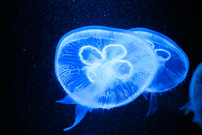 blue jellyfish in dark water with bubbles in the air