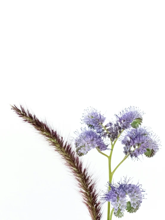 a close up of a flower with a long stem