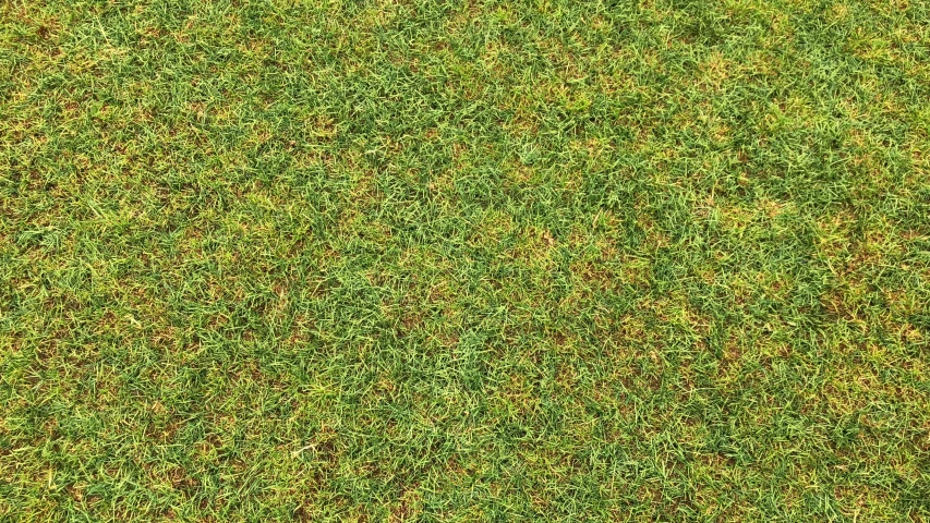 an aerial view of green grass with no leaves