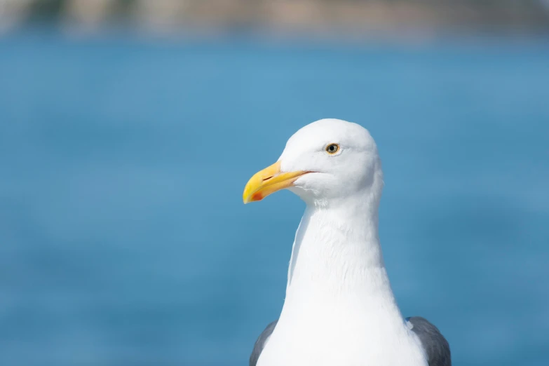 a close up image of a bird on the sea shore