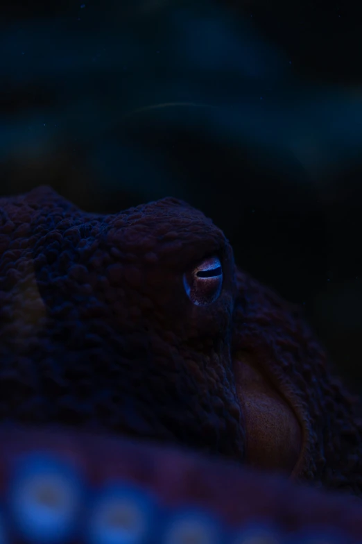 the head of an octo in a close up view
