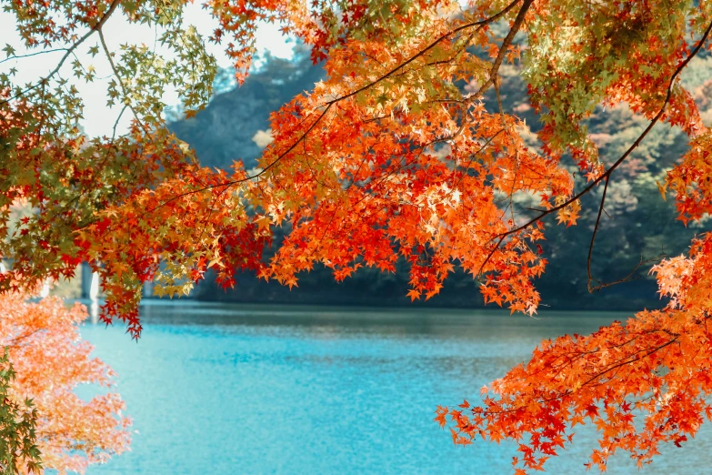 a large blue lake surrounded by trees in the fall