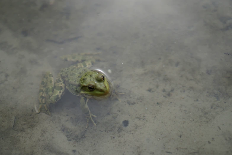 a frog that is floating in some water