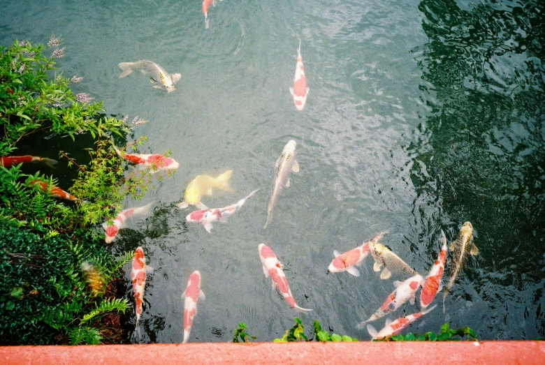 a pond filled with koi swimming in the middle of a park