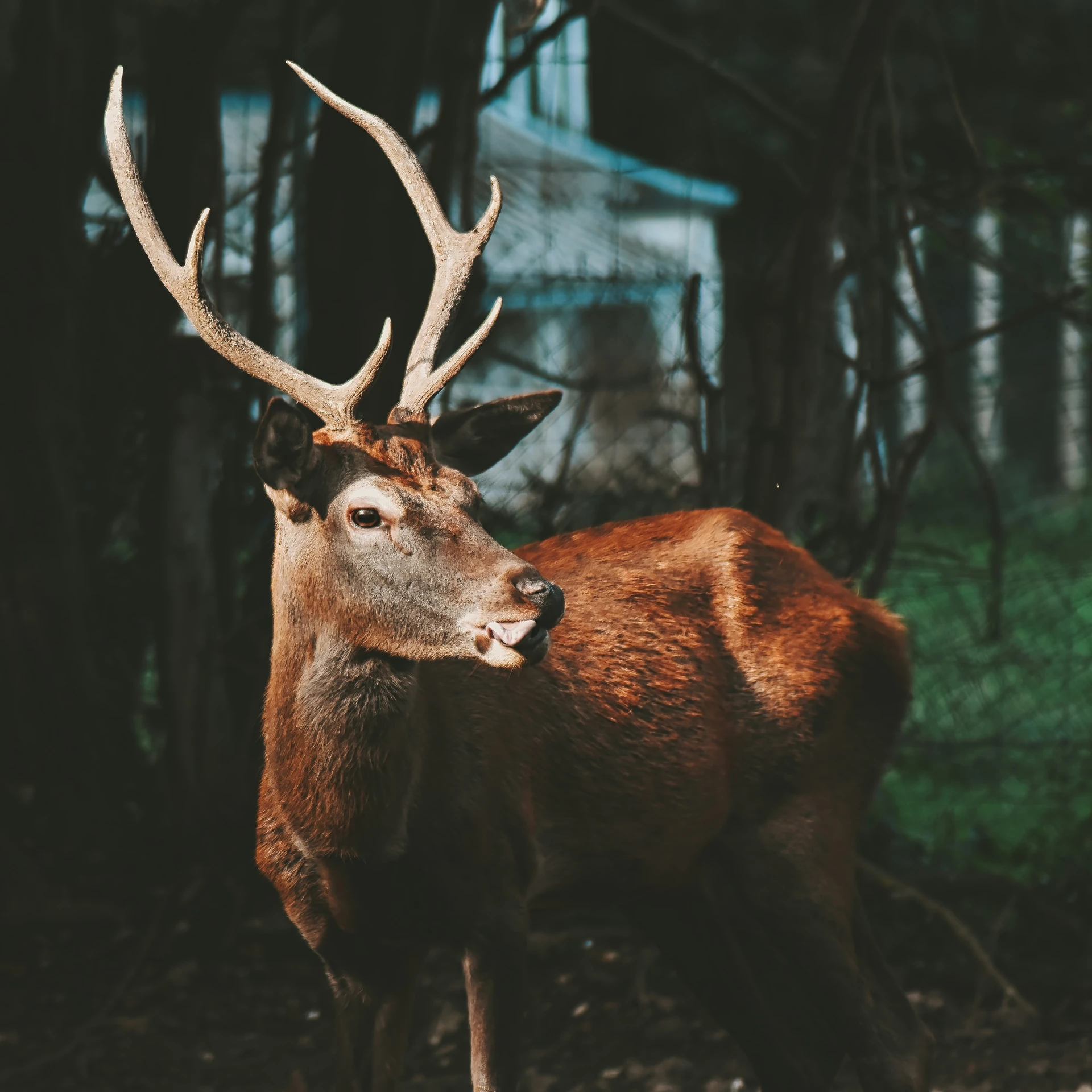 there is a red deer that is standing in the dirt