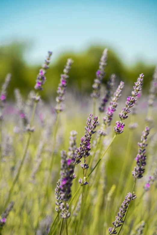 the tall grass is covered with purple flowers