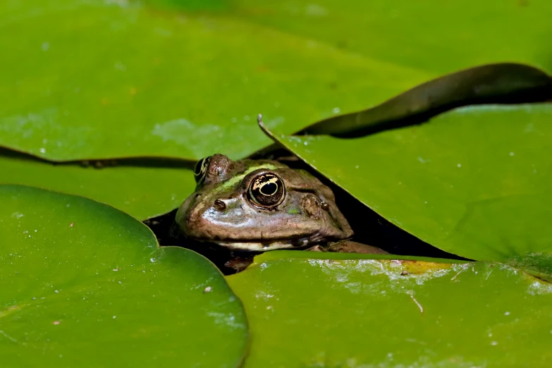a frog looks out from its den in the center of the pond