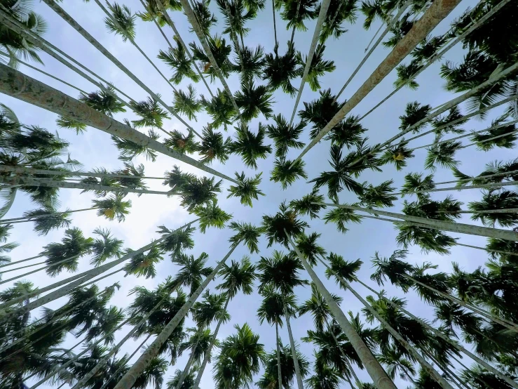 a group of tall trees looking up in the sky