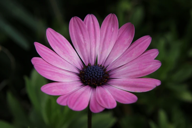 the large purple flower has many leaves around it