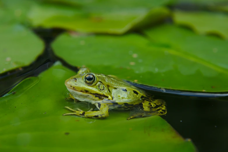 a frog sits on the water with its eyes closed