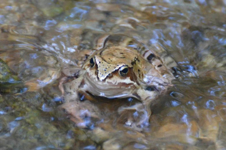 a frog sitting on top of a river filled with water