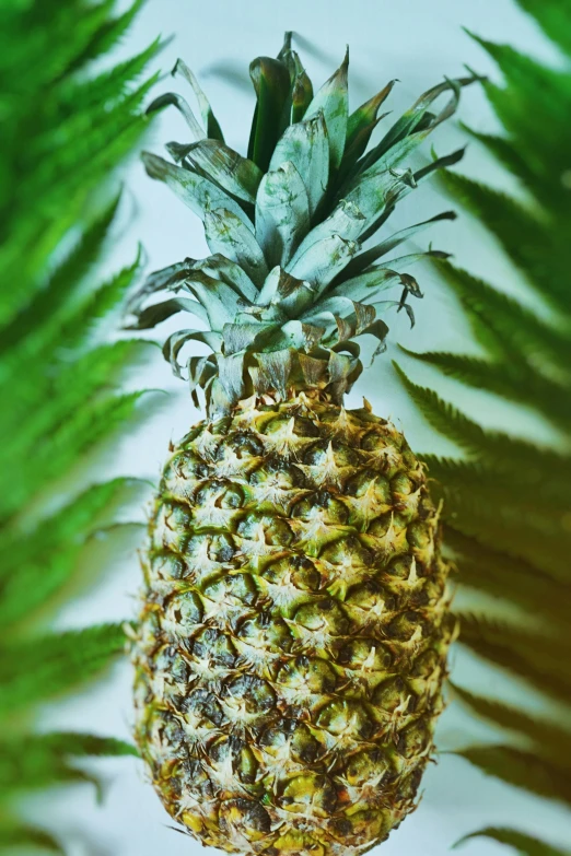 this is the picture of a pineapple, taken from above